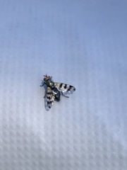 Ceroxys urticae
