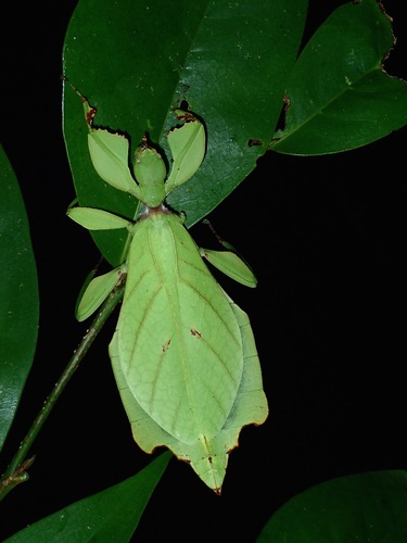 Phyllium arthurchungi · iNaturalist