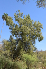 Populus brandegeei