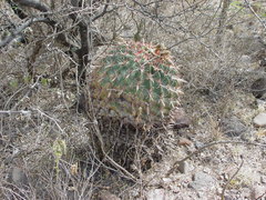 Ferocactus latispinus