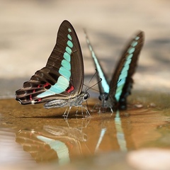 Graphium sarpedon luctatius