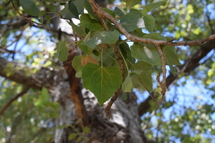 Populus brandegeei