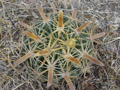 Ferocactus latispinus
