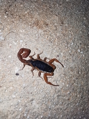 Centruroides ochraceus