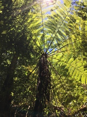 Cyathea costaricensis