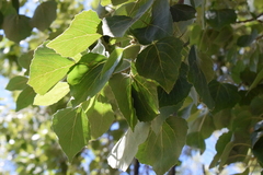 Populus brandegeei