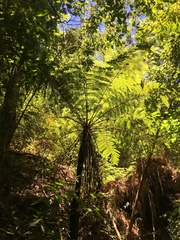 Cyathea costaricensis