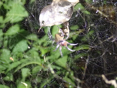 Cyrtophora exanthematica