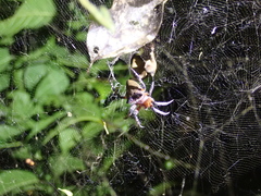 Cyrtophora exanthematica