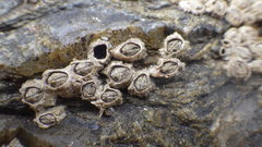 Chthamalus stellatus