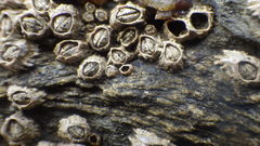 Chthamalus stellatus