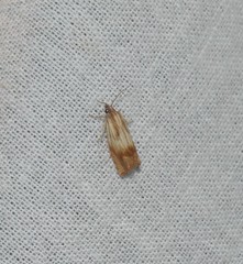 Eucosma radiatana