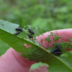 Gastrophysa cyanea