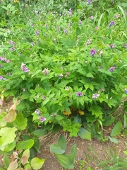 Vicia venosa baicalensis