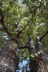 Populus brandegeei