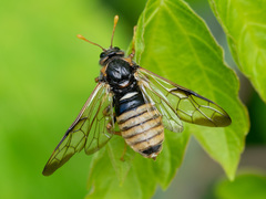 Cimbex femoratus