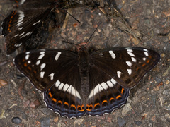 Limenitis populi