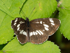 Neptis rivularis