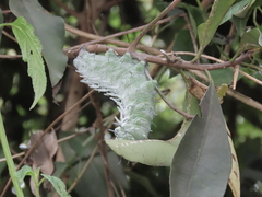 Attacus atlas formosanus