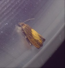 Dichrorampha bittana