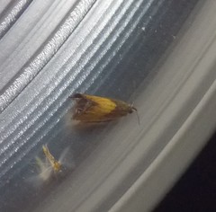 Dichrorampha bittana