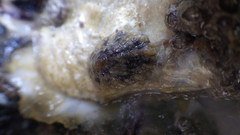 Patella ulyssiponensis