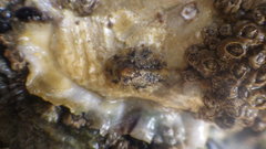 Patella ulyssiponensis