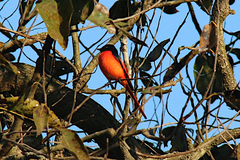 Pericrocotus ethologus