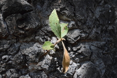 Populus brandegeei