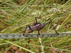 Acanthoplus discoidalis