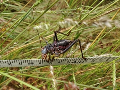 Acanthoplus discoidalis