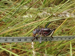 Acanthoplus discoidalis