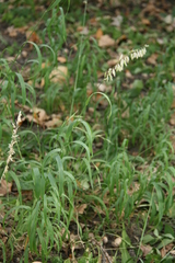 Melica altissima