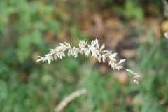 Melica altissima