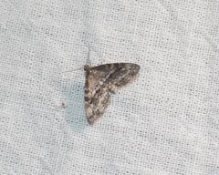 Melanomma auricinctaria