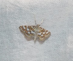 Elophila ekthlipsis