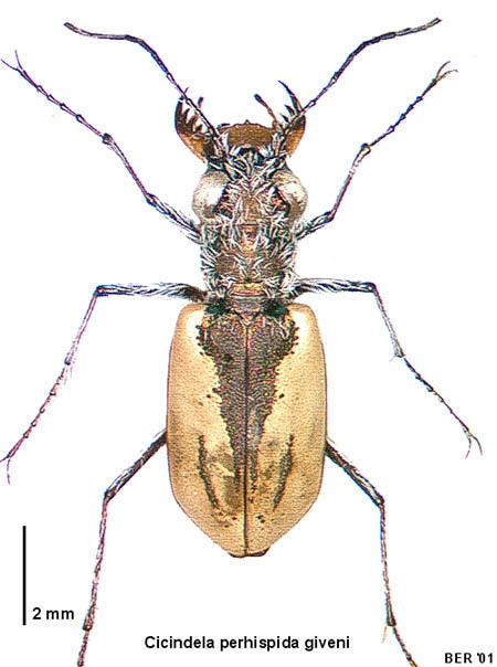 Zecicindela giveni