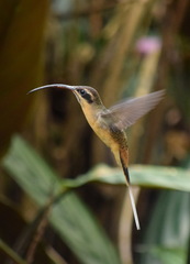 Phaethornis syrmatophorus