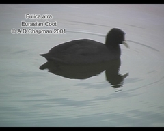 Fulica atra