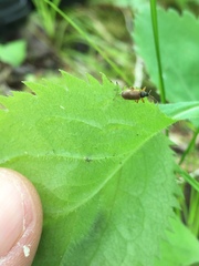 Phyllobius oblongus