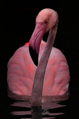Phoenicopteridae