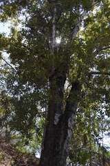 Populus brandegeei