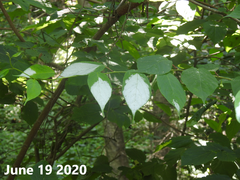 Actinidia polygama