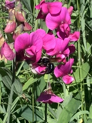 Xylocopa californica californica