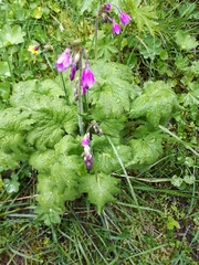 Primula matthioli
