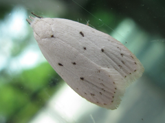 Scythropiodes approximans