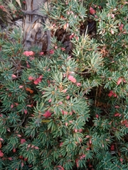 Brachyloma ericoides