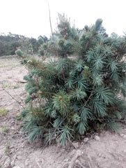 Picea chihuahuana