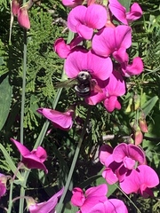 Xylocopa californica californica