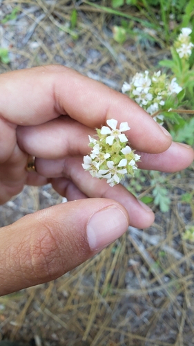 Horkelia fusca var. brownii